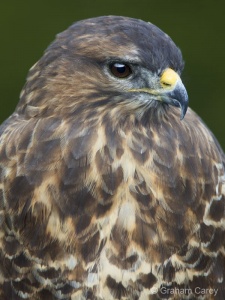 Common Buzzard (Buteo buteo) Graham Carey